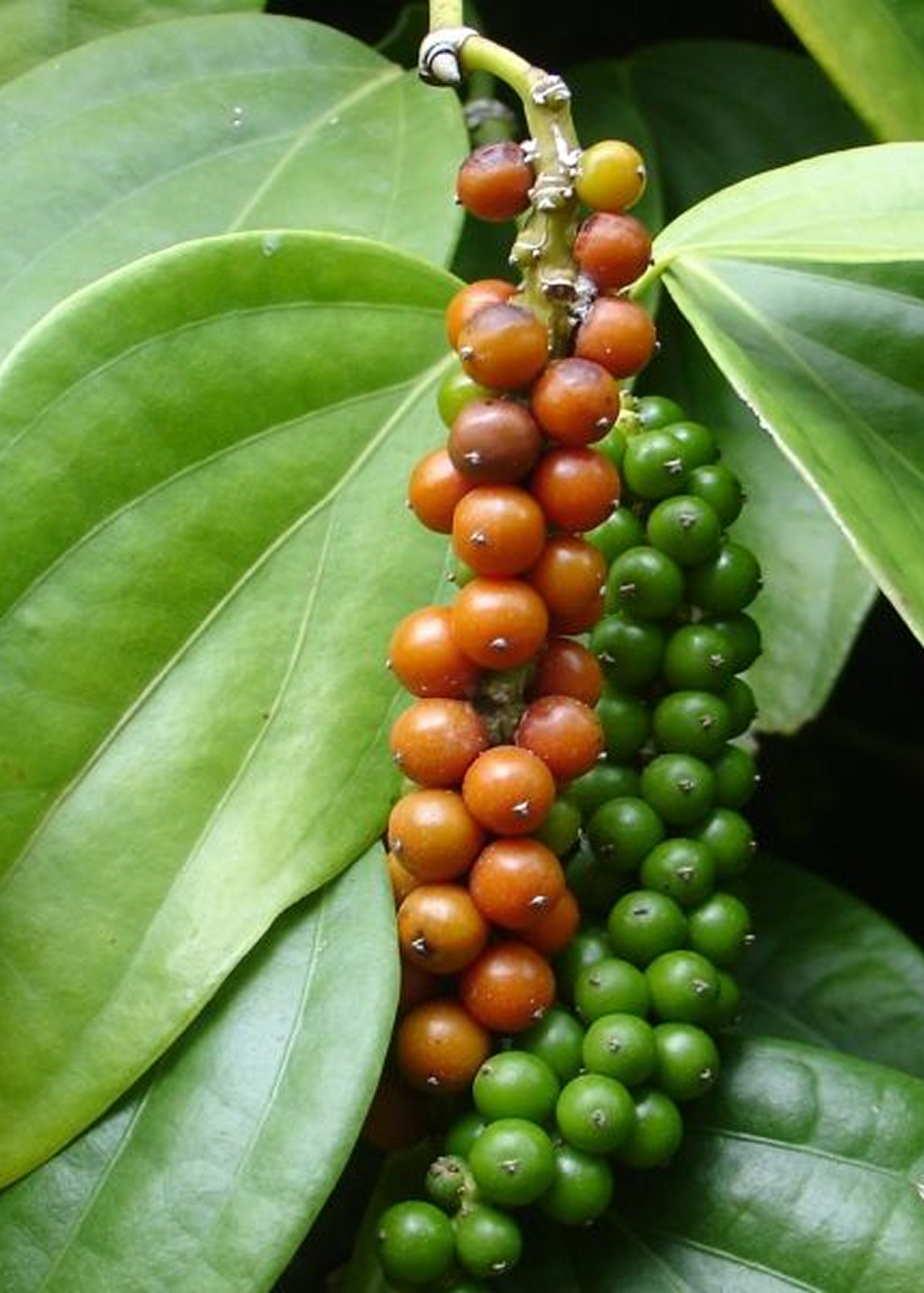 Black Pepper